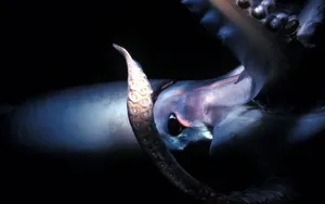 Close Up Shot Of White Calamari Wallpaper