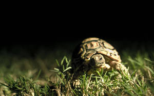 Close-up Shot Tortoise Wallpaper