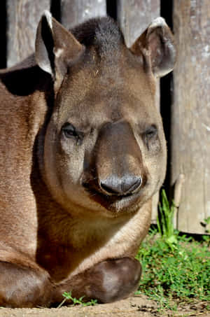 Close Up Tapir Resting Wallpaper