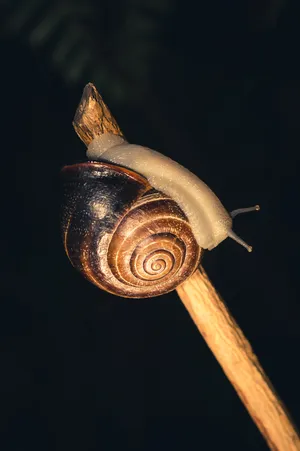 Salvador popular the Circus Snail