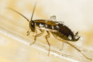 Close-up View Of Bay Brown Cockroach Wallpaper