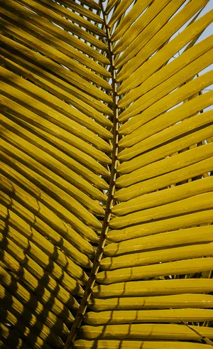 Close-up Yellow Palm Leaf Wallpaper