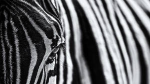 Close-up Zebra Photography Wallpaper