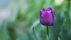 Closed Single Purple Flower Wallpaper