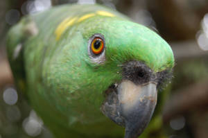 Closeup Green Parrot Hd Wallpaper