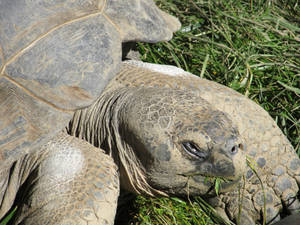 Closeup Turtle Headshot Wallpaper