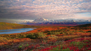 Cloudy Denali With Colorful Field Wallpaper