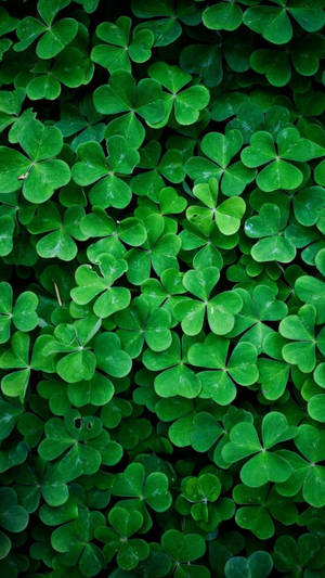 Clover Hd Nature Phone Wallpaper