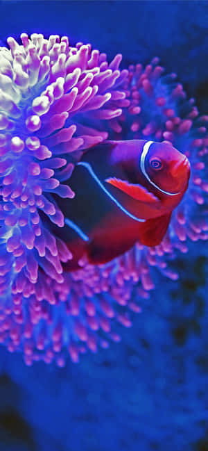 Clownfish Amidst Anemone.jpg Wallpaper