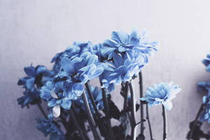Cluster Of Blue Flowers Wallpaper