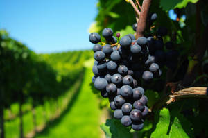 Cluster Of Concord Purple Grapes Wallpaper