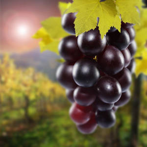 Cluster Of Ripe Champagne Red Grapes Wallpaper