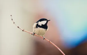 Coal Tit Bird Wallpaper