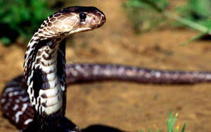 Cobra Brown Scales On Dirt Wallpaper