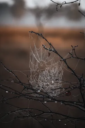 Cobwebs 4k Iphone 6 Plus Wallpaper