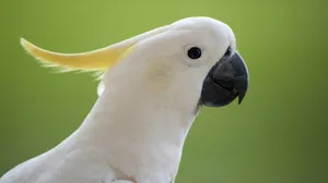 Cockatoo Profile Green Background.jpg Wallpaper