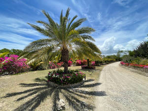 Coconut Tree Antigua And Barbuda Wallpaper