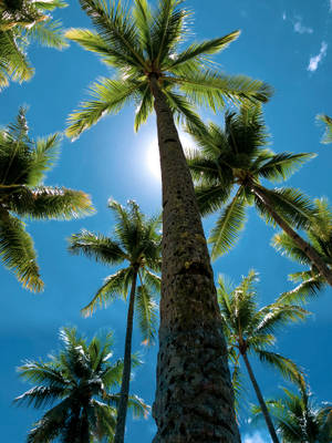 Coconut Trees Against The Sun Wallpaper