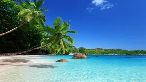Coconut Trees Swaying Over Seashore Wallpaper
