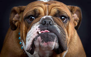 Coffee Color English Bulldog Wallpaper