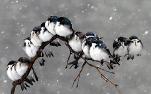 Cold Birds In Winter Storm Wallpaper