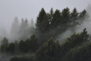 Cold Foggy Forest 4k Hd Laptop Wallpaper