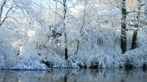 Cold Frozen Stream Trees Wallpaper
