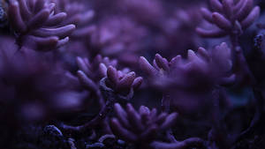 Cold Purple Flower Wallpaper