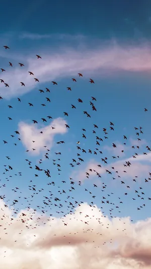 Colony Of Birds Flying Wallpaper