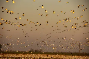 Colony Of Yellow Birds Flying Wallpaper