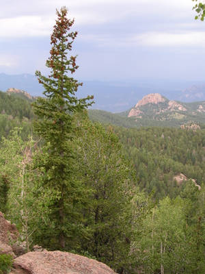 Colorado's Pike National Forest Wallpaper