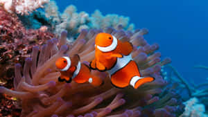 Colorful 4k Fish Featuring Clownfish Wallpaper