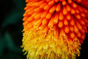 Colorful And Vibrant Ombre Flower Wallpaper