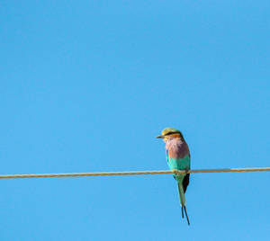 Colorful Bird On Wire Wallpaper