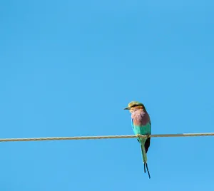 Colorful Bird On Wire Wallpaper