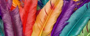 Colorful Bright Pastel Feathers Wallpaper
