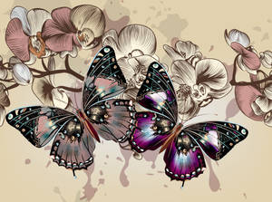 Colorful Butterflies' Wings Wallpaper