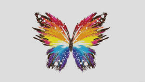 Colorful Butterfly Wings Wallpaper