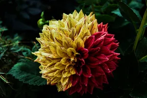 Colorful Dahlia Flower Wallpaper