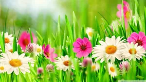 Colorful Easter Flowers Wallpaper