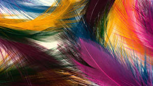 Colorful Feathers Wallpaper