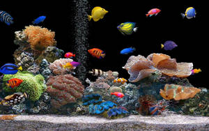Colorful Fish In The Ocean Wallpaper