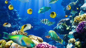 Colorful Fish In The Water Wallpaper