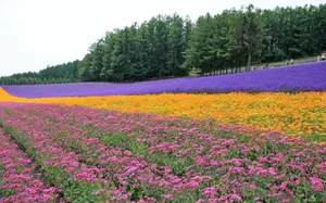 Colorful Flowers And Lavender Fields Wallpaper