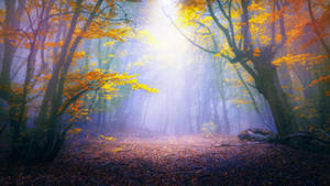 Colorful Forest Background Wallpaper