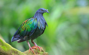 Colorful Nicobar Pigeon Bird On Tree Wallpaper