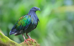 Colorful Nicobar Pigeon Bird On Tree Wallpaper
