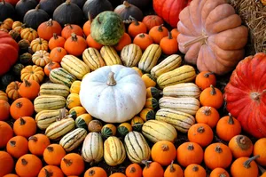 Colorful Pumpkin Varieties Wallpaper