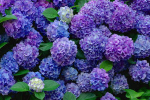 Colorful Purple Hydrangea Flowers Wallpaper