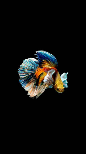 Colorful Siamese Fighting Fish Iphone Wallpaper